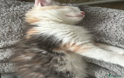 Maine Coon cats for sale: Beautiful kitten - Image 3