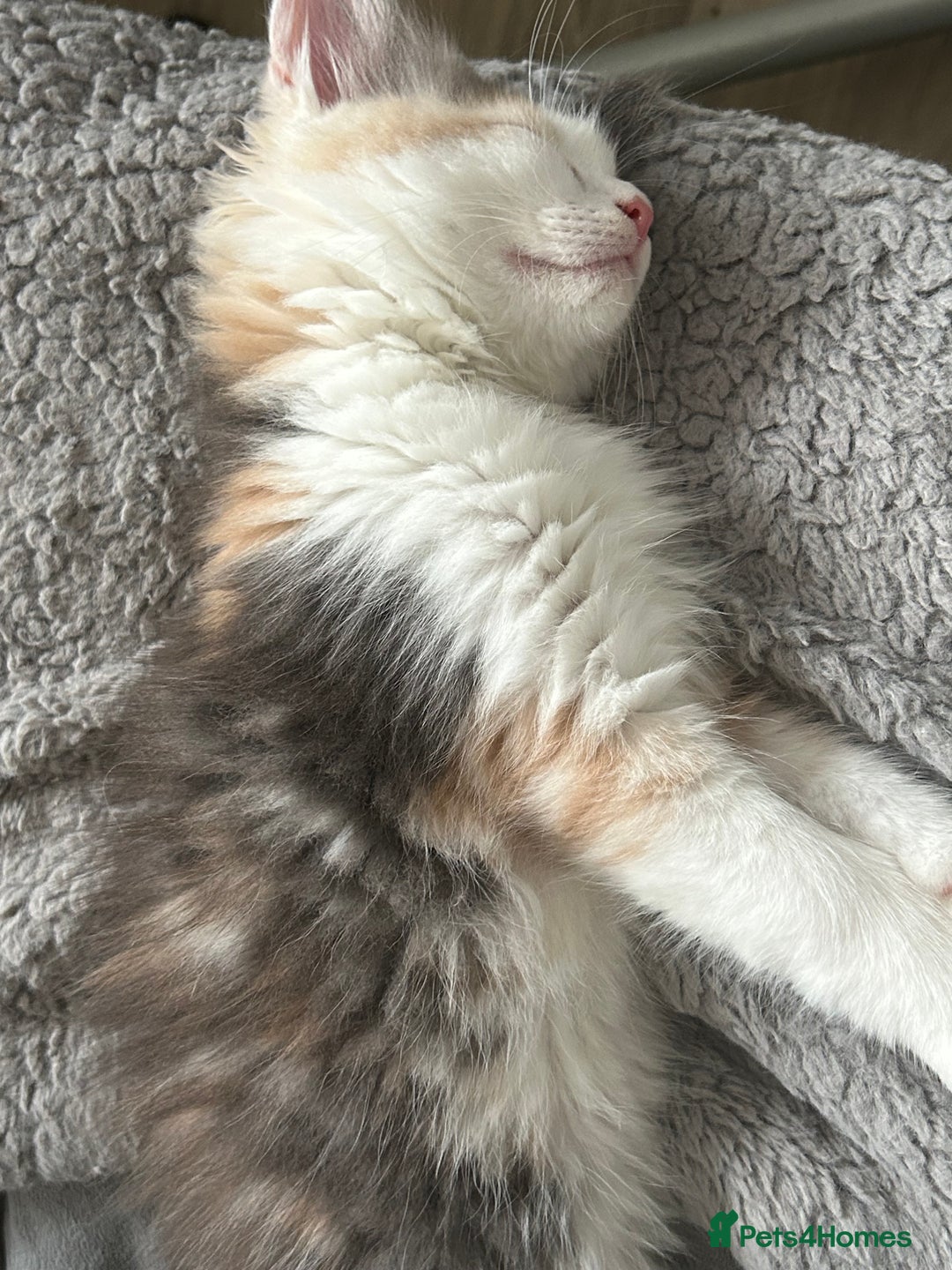 Maine Coon cats for sale: Beautiful kitten - Image 3
