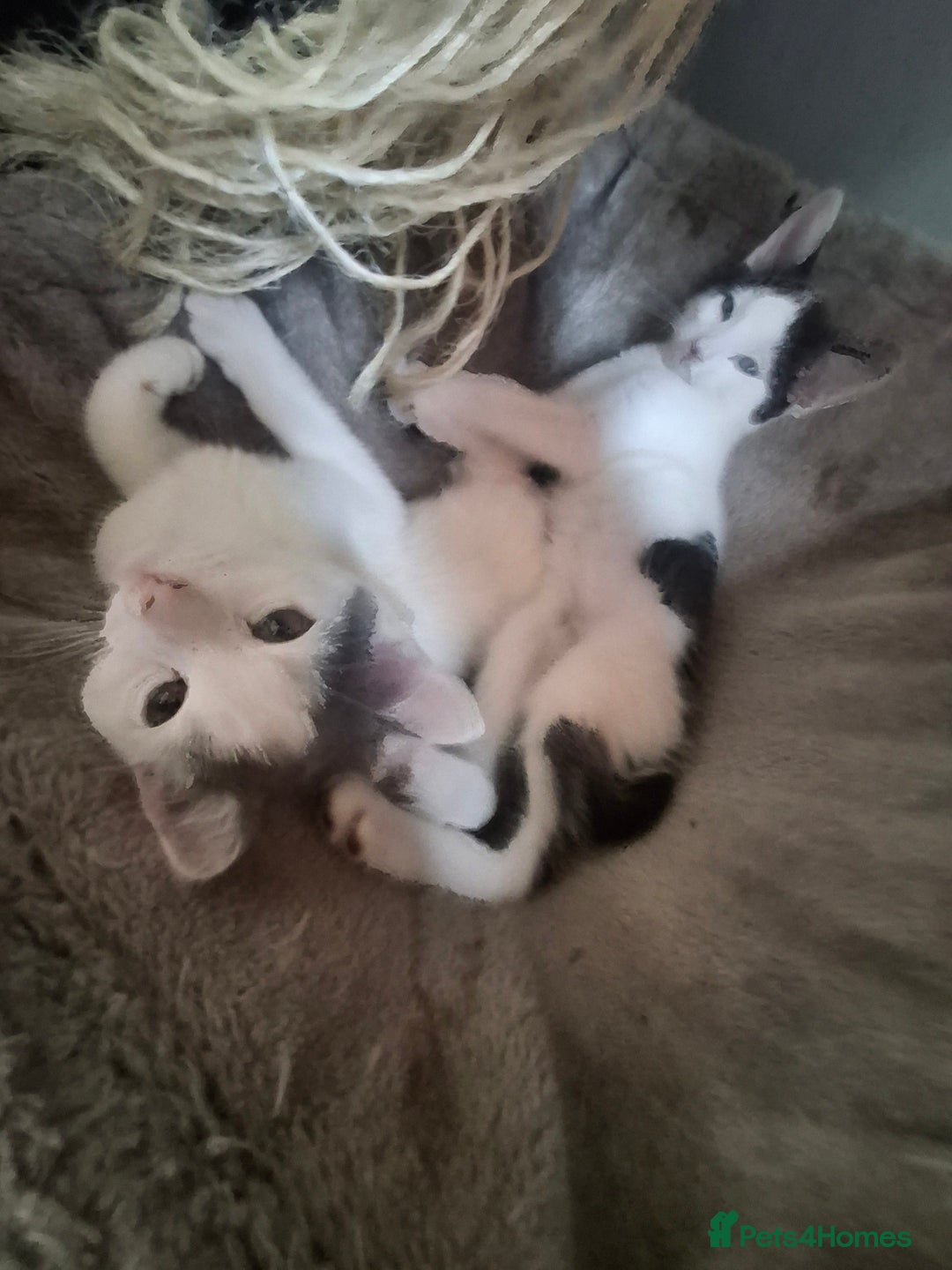 Mixed Breed cats for sale: Kittens - Image 1