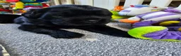 Newfoundland dogs for sale: Beautiful Newfoundland puppies  - Advert 26