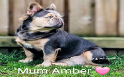 French Bulldog dogs for sale: Bellasbulliez visual fluffy french bulldog boy 💙 - Image 4