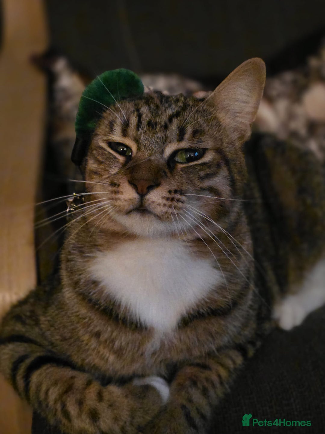 Mixed Breed cats for adoption: [Indoors Only] Cardini: Absolute Playful Cuddlebug - Advert 8