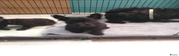 Scottish Terrier dogs for sale: Ready to go Scottish terrier puppies available - Advert 4