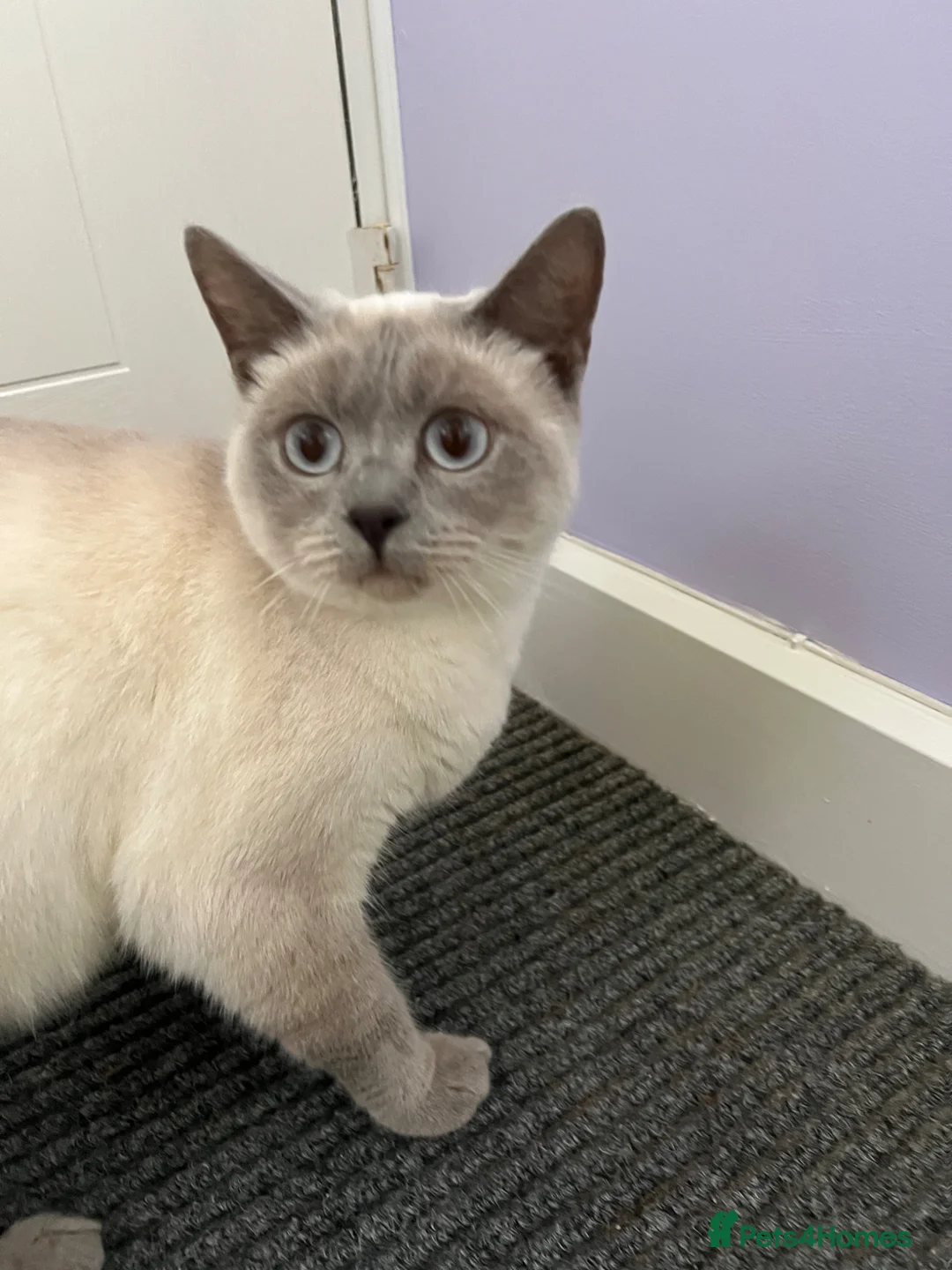 British Shorthair cats for sale: British shorthair blues  in Camborne - Advert 1