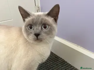 British Shorthair cats British shorthair blues - Advert 3