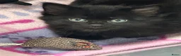 Mixed Breed cats for sale: Adorable fluffy kittens for sale - Advert 10