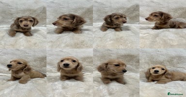 Miniature Dachshund dogs - Advert 2