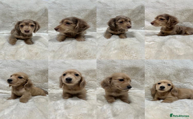 Miniature Dachshund dogs - Advert 1