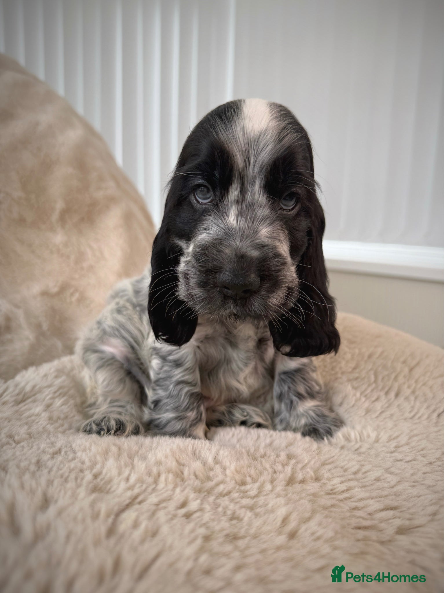 Cocker Spaniel dogs Top Quality KC Show Cocker Spaniel Puppies  - Advert 8