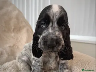 Cocker Spaniel dogs Top Quality KC Show Cocker Spaniel Puppies - Advert 8
