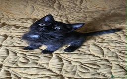 British Shorthair cats for sale: PURE BSH KITTENS READY NOW! - Image 25