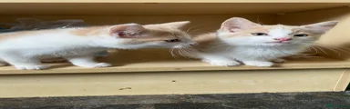Adorable cream and white male kitten, one of a pair of twin brothers with matching markings.