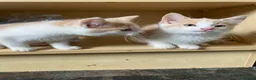 Mixed Breed cats for sale: 4 Beautiful Kittens Ready for Their Forever Homes in Manchester - Advert 18