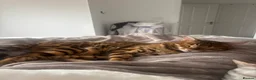 Bengal cats for sale: Bengal cats for sale  - Advert 10