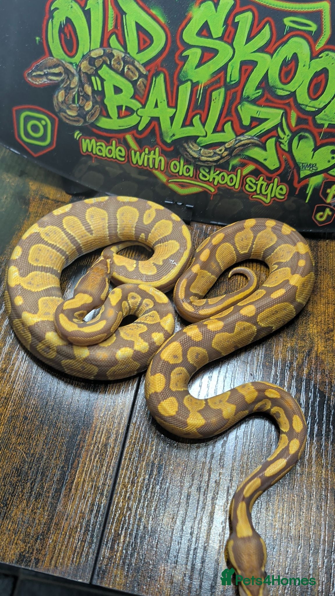 Python Snake reptiles Ultramel female ball python  - Advert 1