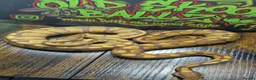 Python Snake reptiles for sale: Ultramel female ball python  - Advert 1