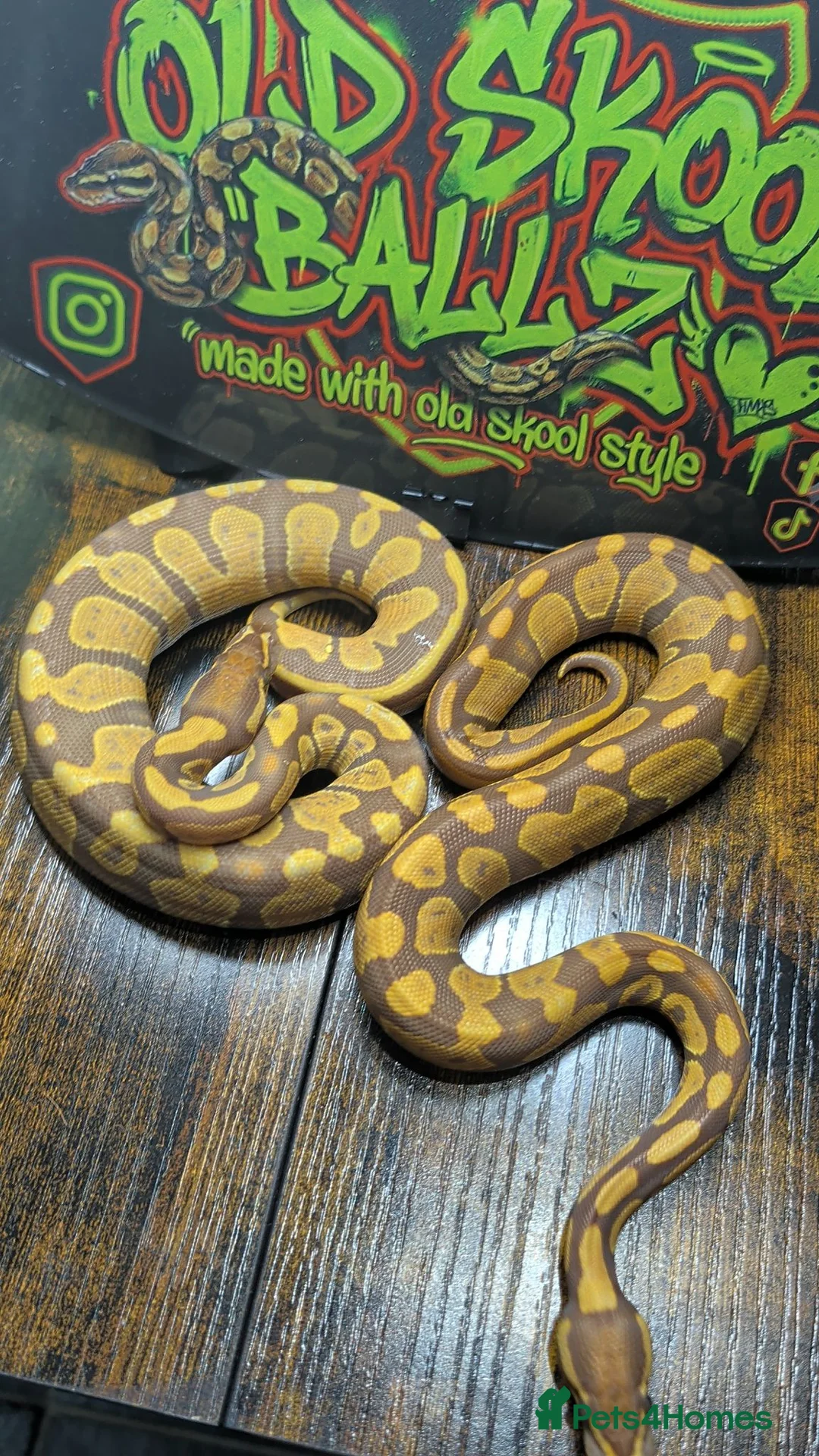 Python Snake reptiles for sale: Ultramel female ball python  - Advert 1