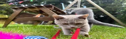 British Shorthair cats for sale: British Shorthair Babies - Advert 6