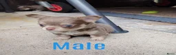 Chihuahua dogs for sale: 2 long coat chihuahua puppies  - Advert 6