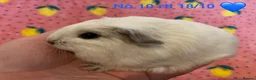 Guinea Pig rodents for sale: Gorgeous baby Guinea pigs - Advert 10