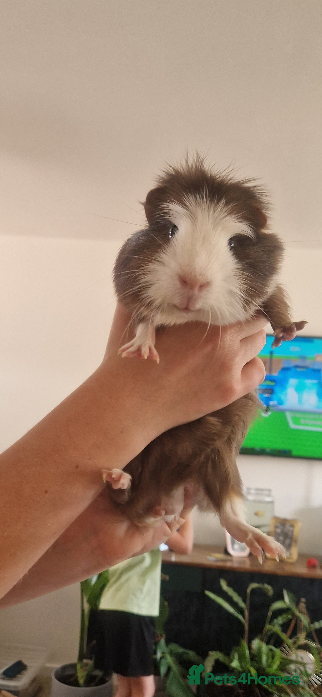 Guinea Pig rodents for sale: 2 Male Guinea Pigs - Image 2