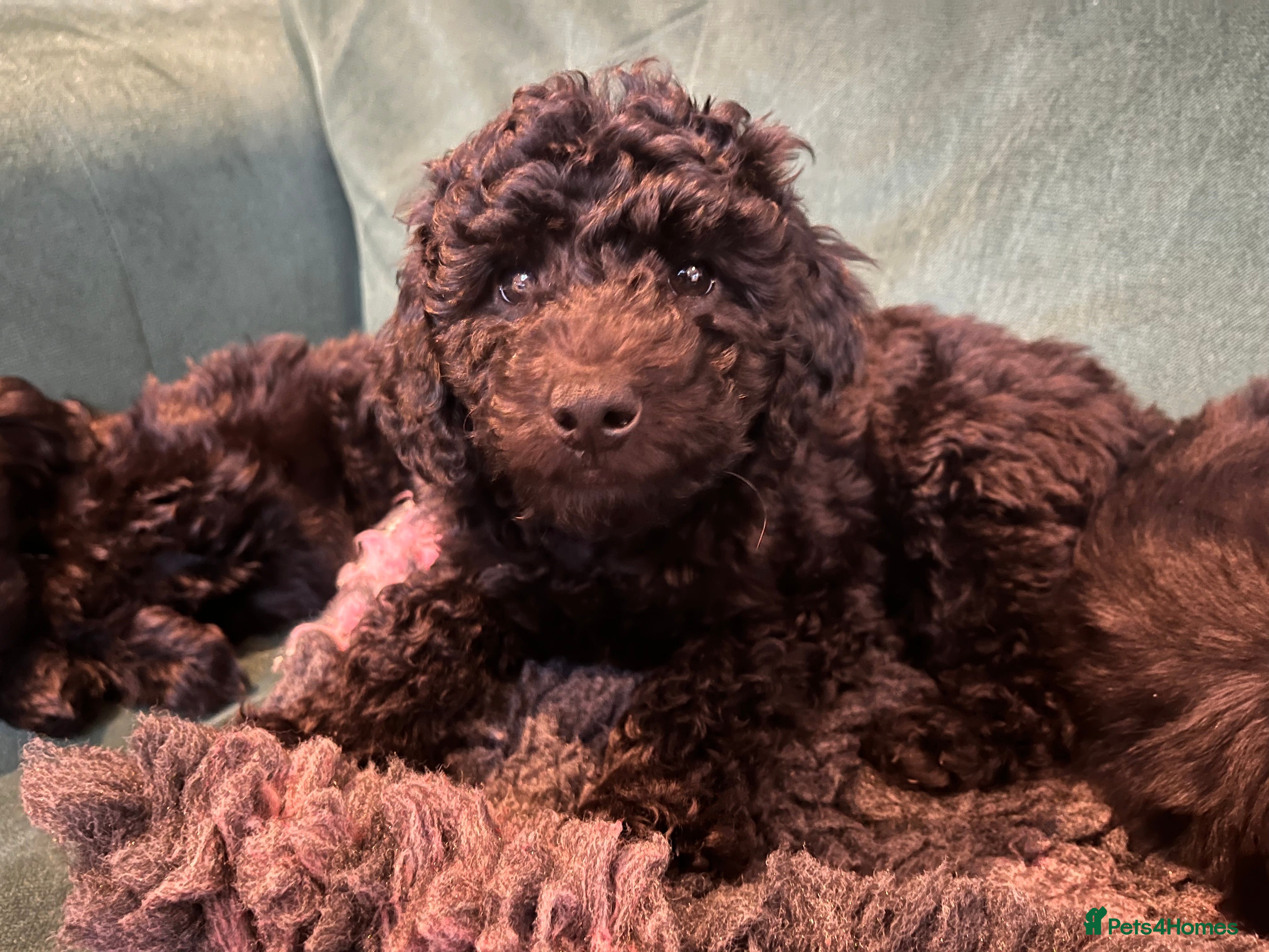 Australian Labradoodle dogs Home raised, DNA tested, Australian Labradoodles - Advert 1