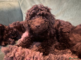 Australian Labradoodle dogs Home raised, DNA tested, Australian Labradoodles - Advert 3