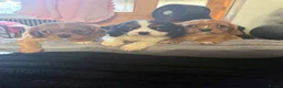Cavalier King Charles Spaniel dogs for sale: 💙Ready now Kc dna clear cavalier pupies 💙 - Advert 28
