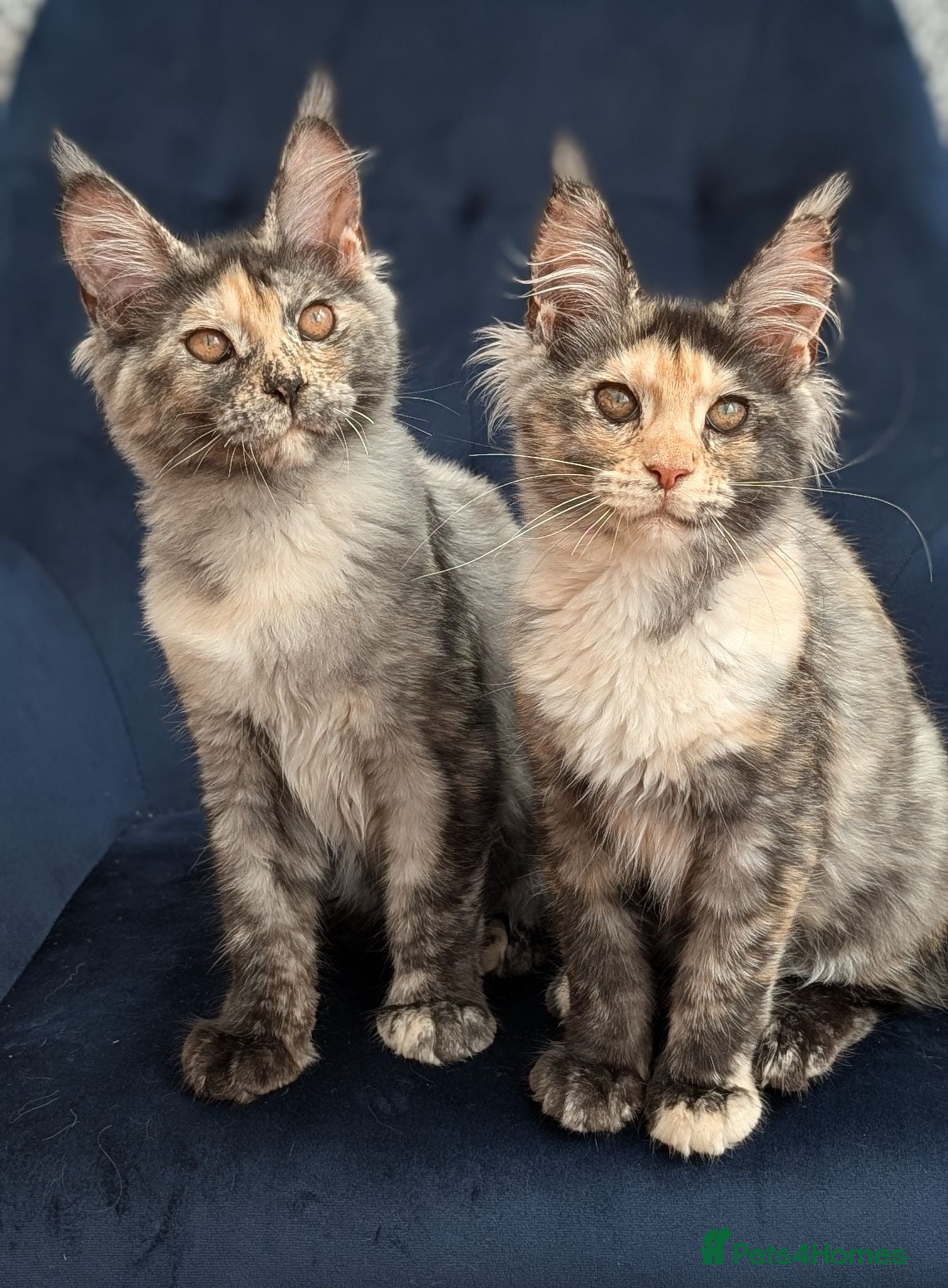 Maine Coon cats Pedigree Maine coons kittens Tica registered - Advert 2