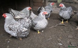 Chickens poultry for sale: Silver Laced Wyandotte Bantam Hens - Image 3