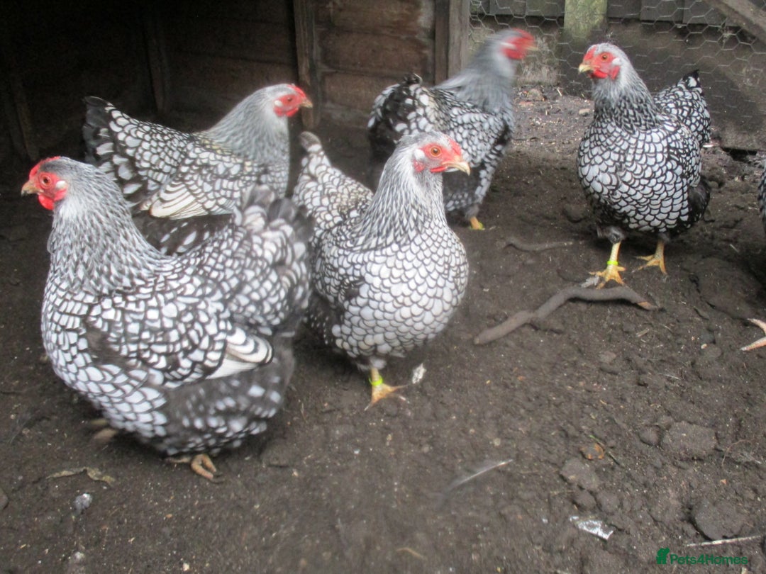 Chickens poultry for sale: Silver Laced Wyandotte Bantam Hens - Image 3