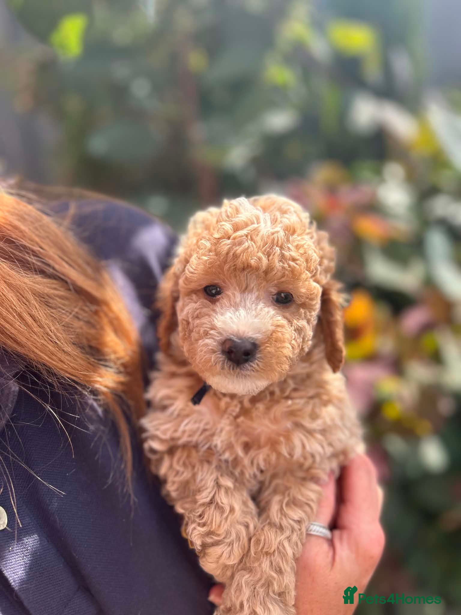 Cockapoo dogs Stunning curly coated Toy Cockapoos  - Advert 1