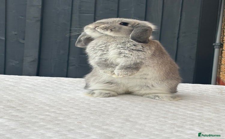 Mini Lop rabbits - Advert 6