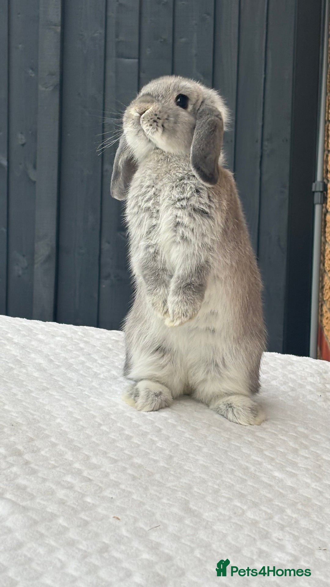 Mini Lop rabbits for sale: Beautiful Vaccinated young mini lop girl - Image 1