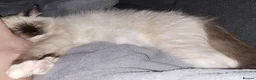Ragdoll cats for sale: GCCF Reg. Ragdoll Kittens, Champion Bloodlines - Advert 13