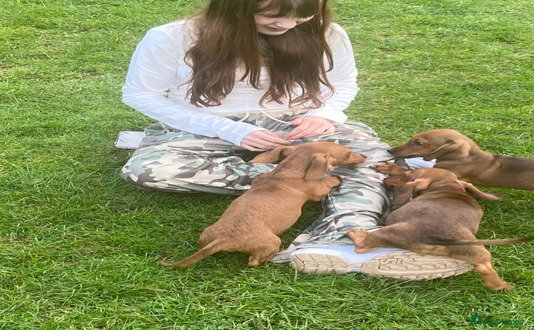 Dachshund dogs - Advert 1