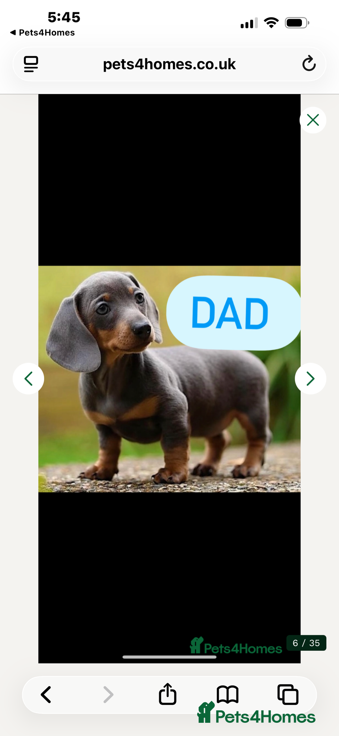 Miniature Dachshund dogs for sale: Miniature dashound puppy’s  - Advert 3