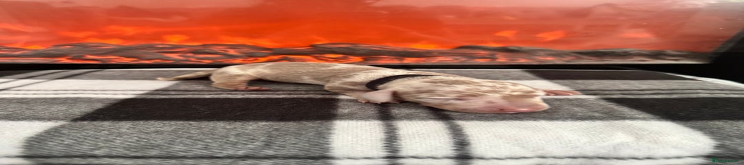 Miniature Dachshund Puppy 3