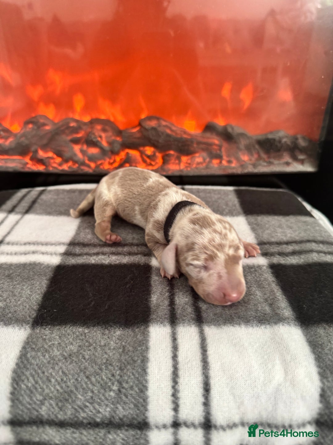 Miniature Dachshund dogs for sale: Stunning litter of miniature dachshund puppies  - Advert 4