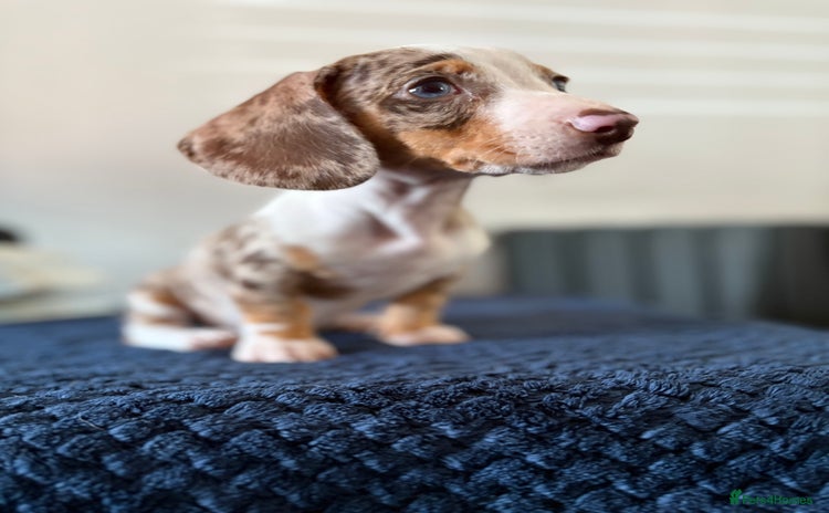 Dachshund dogs - Advert 1