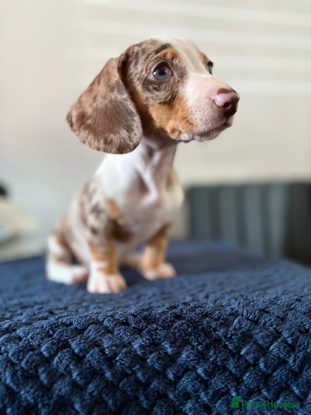 Dachshund dogs for sale: READY NOW KC Mini Dachshund - Image 1