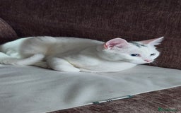 Turkish Angora cats for sale: Meet Gato looking for forever home. - Image 2