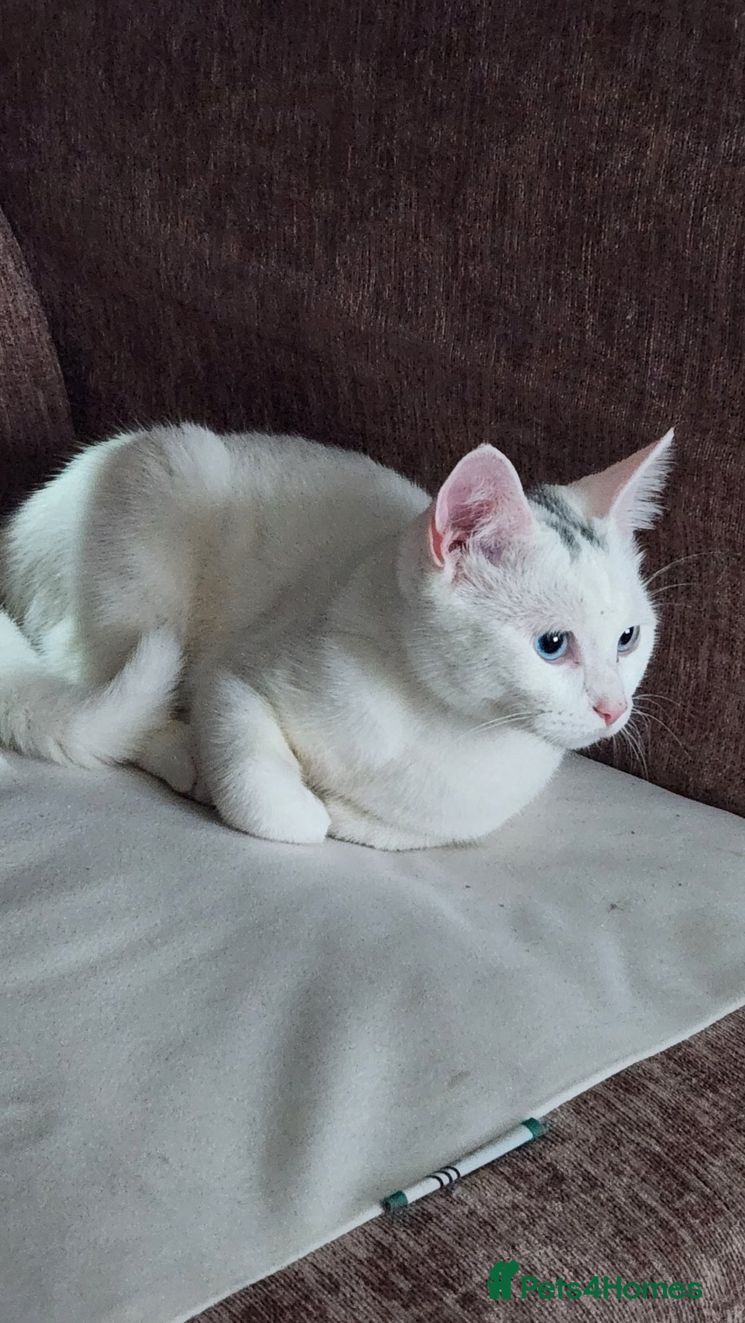 Turkish Angora cats for sale: Meet Gato looking for forever home. - Image 2
