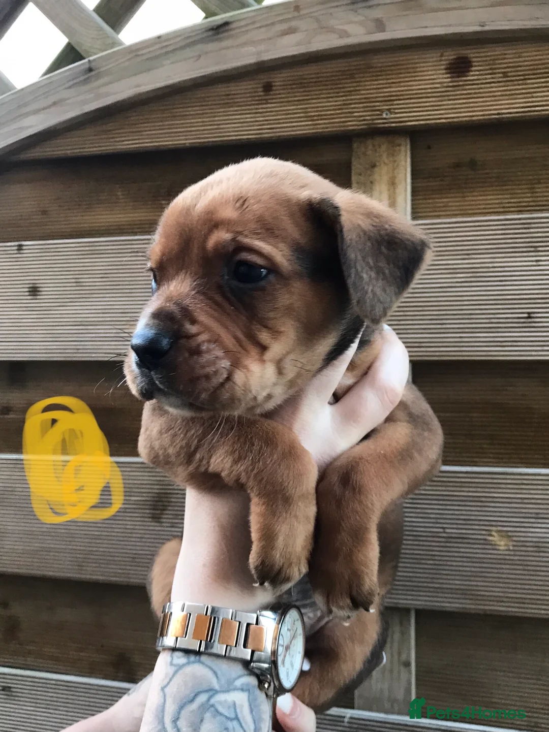 Mixed Breed dogs for sale: Bullweiller pups Merle  - Advert 11