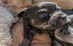 Chipoo dogs for sale: Health tested, non shed chipoos - Image 16
