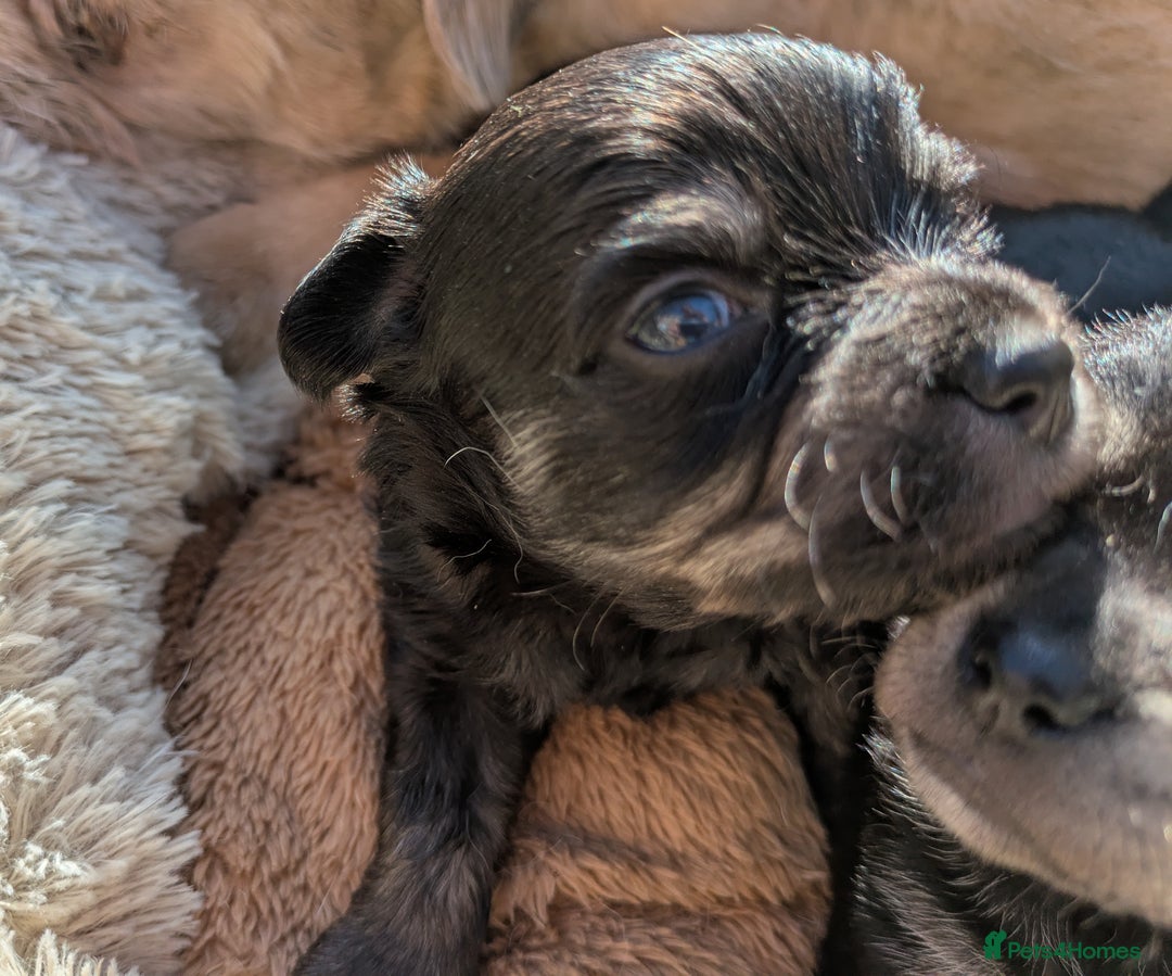 Chipoo dogs for sale: Health tested, non shed chipoos - Image 16