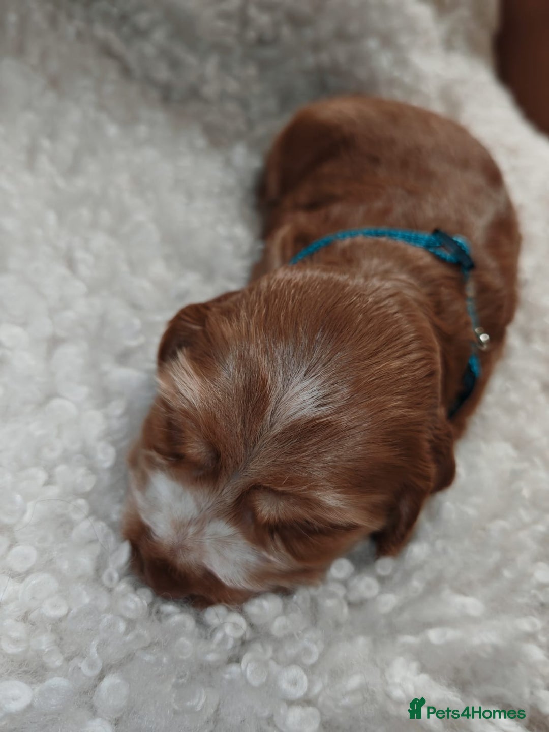 Cocker Spaniel dogs for sale: Kc show cocker spaniel puppies  - Image 12
