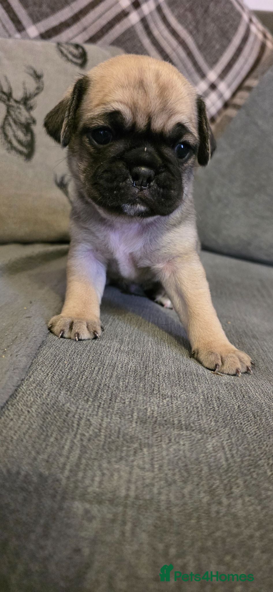 Frug dogs Amazing frug baby's  - Advert 1