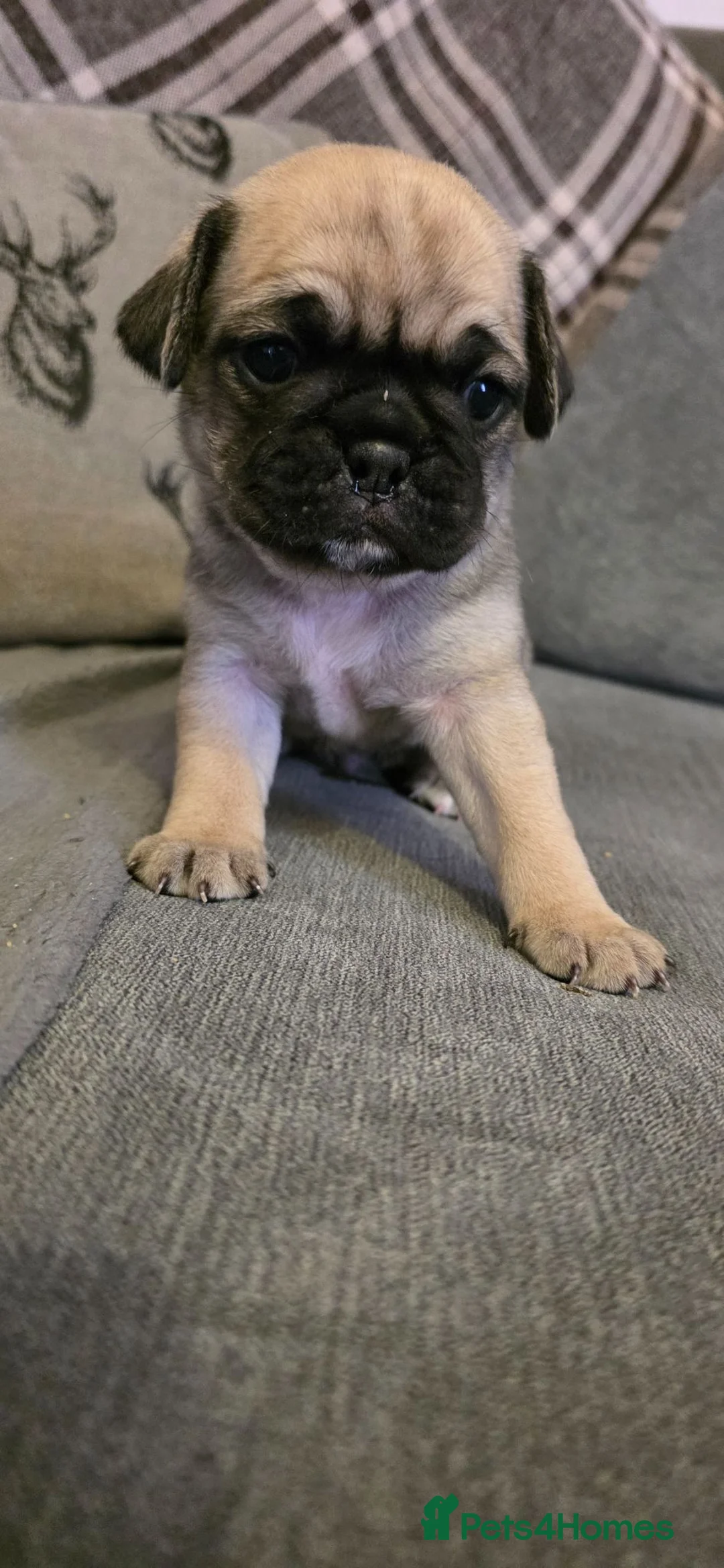 Frug dogs for sale: Amazing frug baby's  - Advert 1