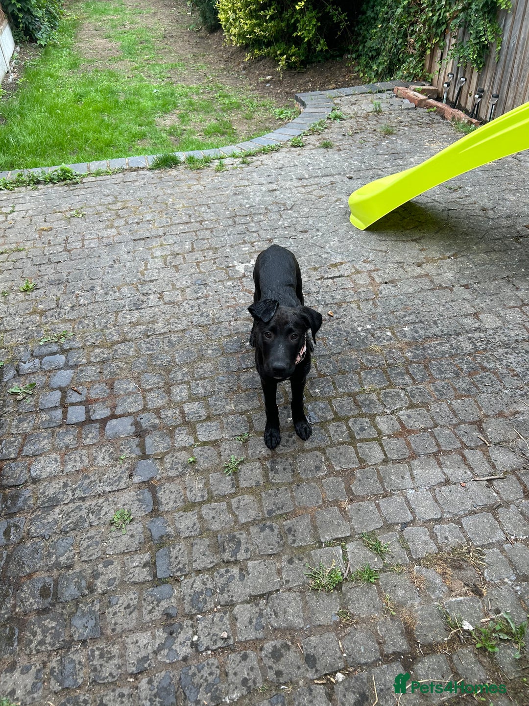 Mixed Breed dogs for sale: Urgent Labrador mix (female)  - Image 7